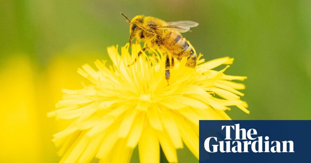 Fertilizer Impact: Bees Decline In Longest Study Ever