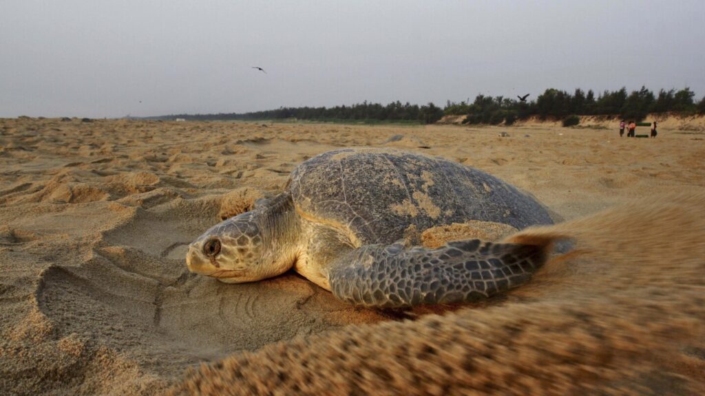 Surge Of Dead Sea Turtles Breaches Indian Shores