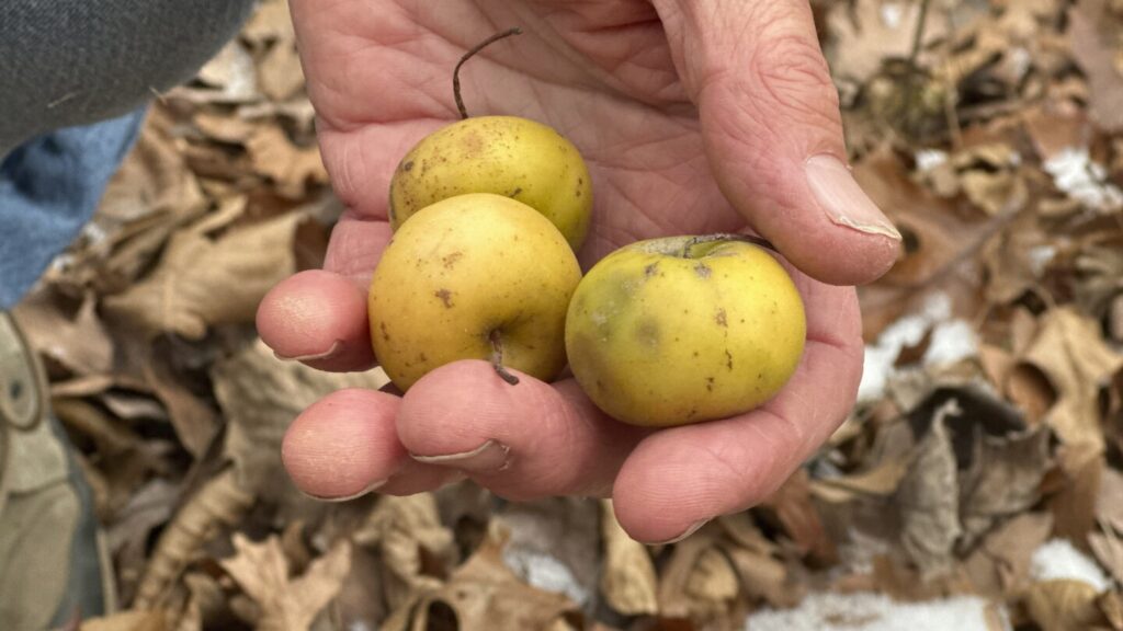 Unlocking Apple Resilience: Nature's Secrets In Michigan's Forests