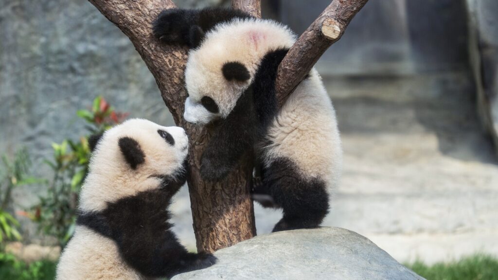 Vote For The Perfect Name For Our Adorable Twin Panda