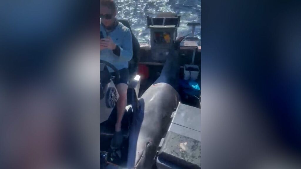 Dolphin Dive: 660 Pound Creature Collides With Boat During Wild Encounter