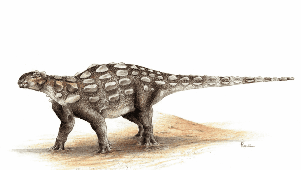 Unearthing Ankylosaurus: Evidence Of Their 100 Million Year Old Presence In North